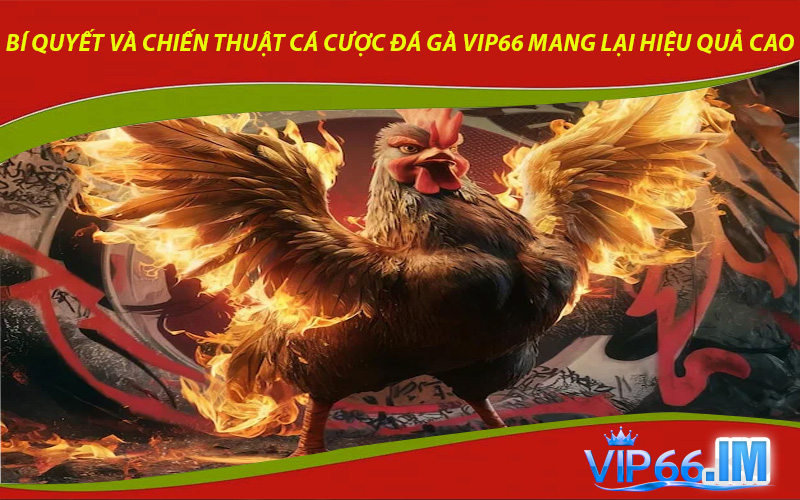 Bí quyết và chiến thuật cá cược đá gà VIP66 mang lại hiệu quả cao