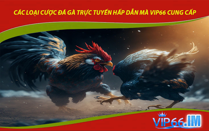 Các loại cược đá gà trực tuyến hấp dẫn mà VIP66 cung cấp