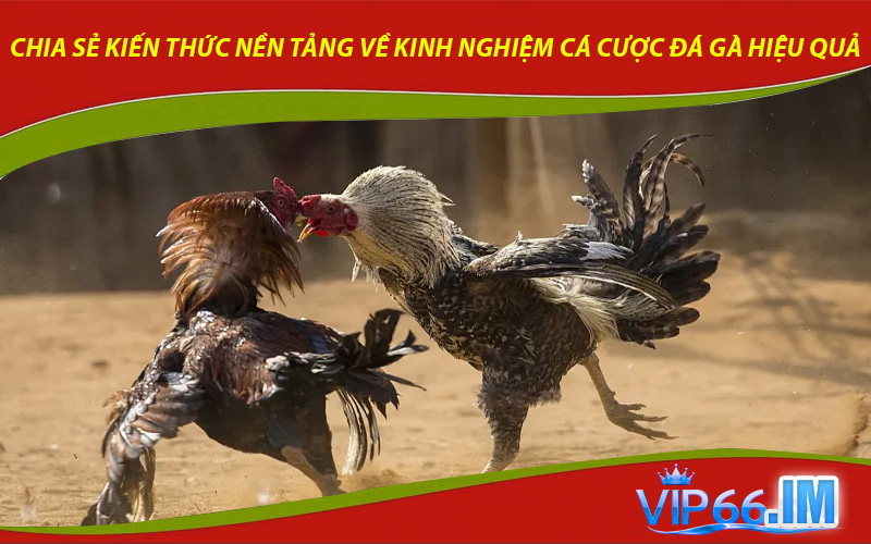 Chia sẻ kiến thức nền tảng về kinh nghiệm cá cược đá gà hiệu quả