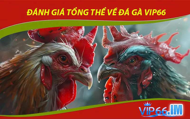 Đánh giá tổng thể về đá gà VIP66