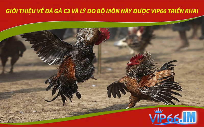 Giới thiệu về đá gà C3 và lý do bộ môn này được VIP66 triển khai