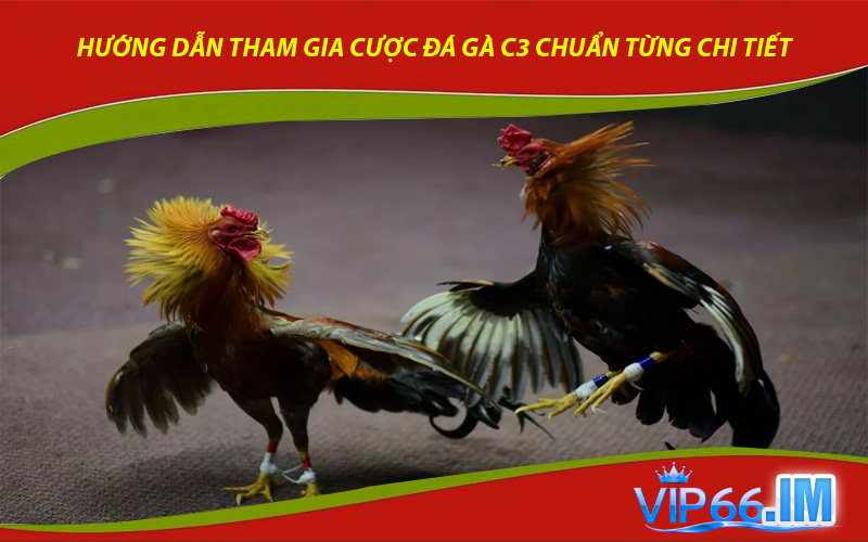 Hướng dẫn tham gia cược đá gà C3 chuẩn từng chi tiết