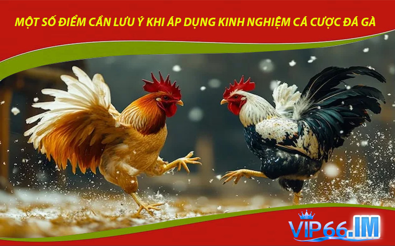 Một số điểm cần lưu ý khi áp dụng kinh nghiệm cá cược đá gà tại VIP66