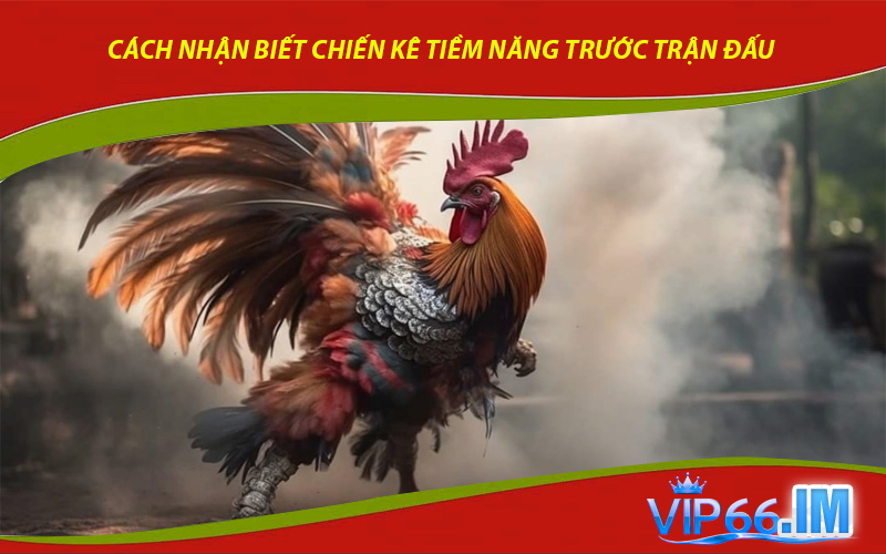 Kinh nghiệm cá cược đá gà và cách nhận biết chiến kê tiềm năng trước trận đấu