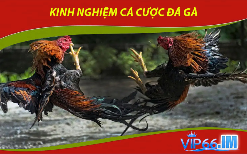 Kinh Nghiệm Cá Cược Đá Gà