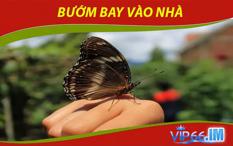 bướm bay vào nhà