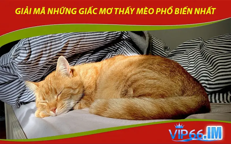 Giải mã những giấc mơ thấy mèo phổ biến nhất
