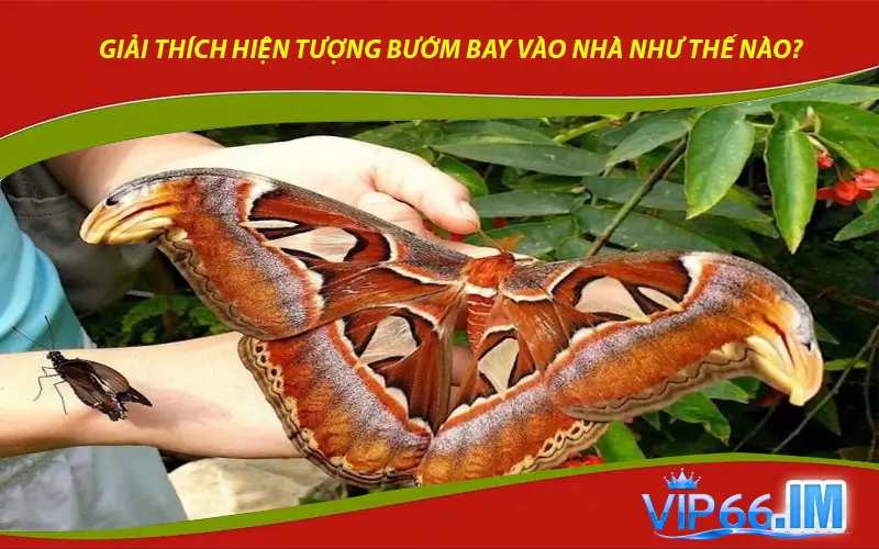 Giải thích hiện tượng bướm bay vào nhà như thế nào?