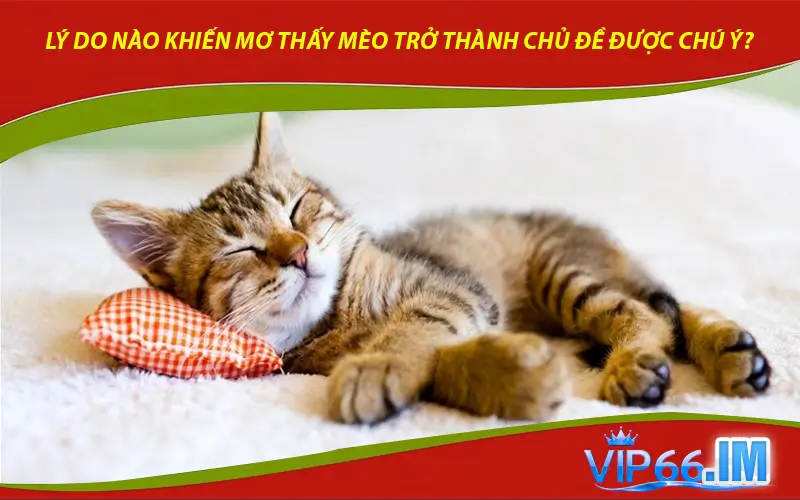 Lý do nào khiến mơ thấy mèo trở thành chủ đề được chú ý?