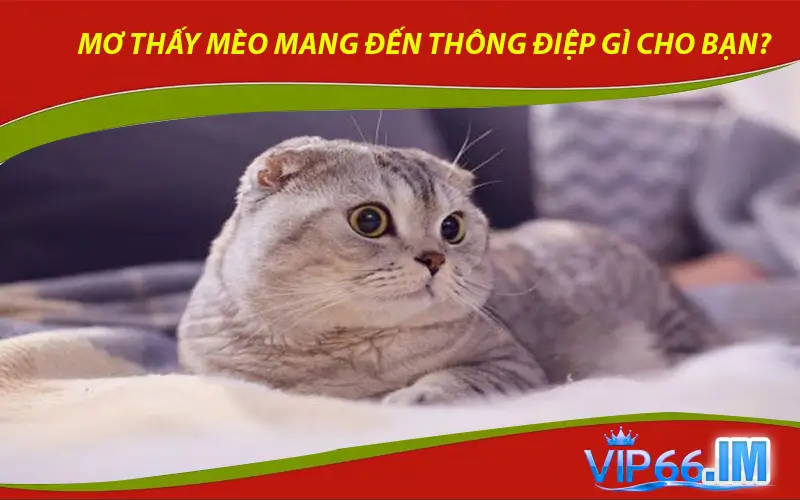 Mơ thấy mèo mang đến thông điệp gì cho bạn?