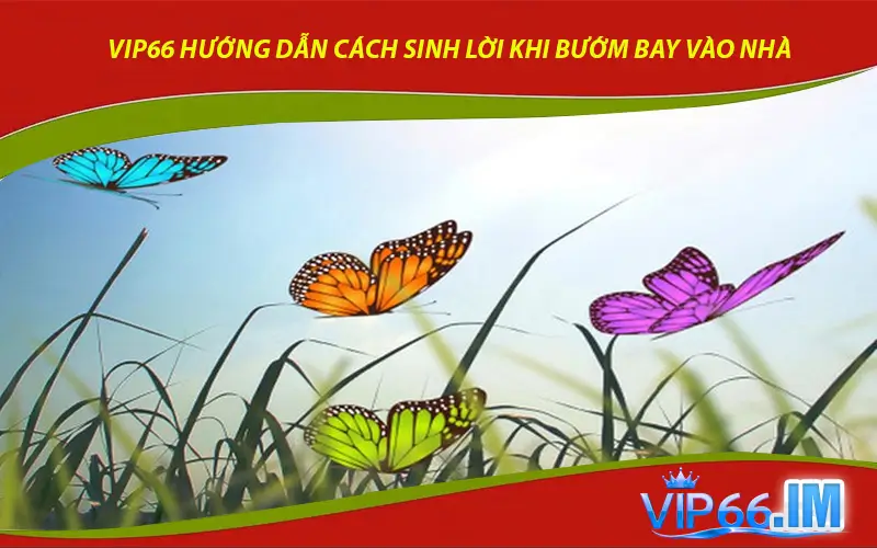VIP66 hướng dẫn cách sinh lời khi bướm bay vào nhà