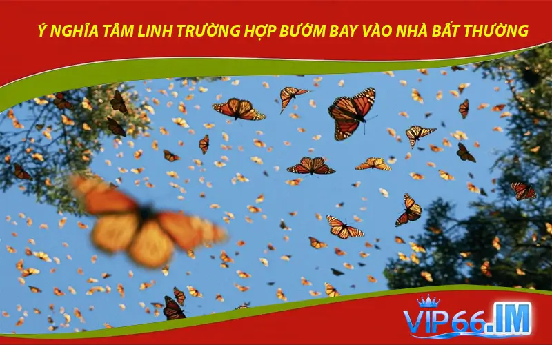 Ý nghĩa tâm linh trường hợp bướm bay vào nhà bất thường